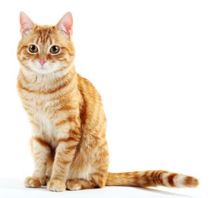 remove cat urine from carpet